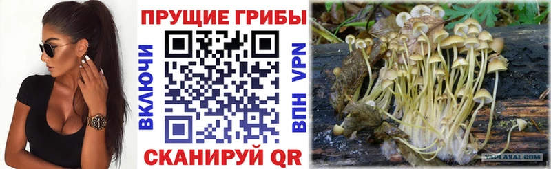 Псилоцибиновые грибы Magic Shrooms  Купить где  Болотное 
